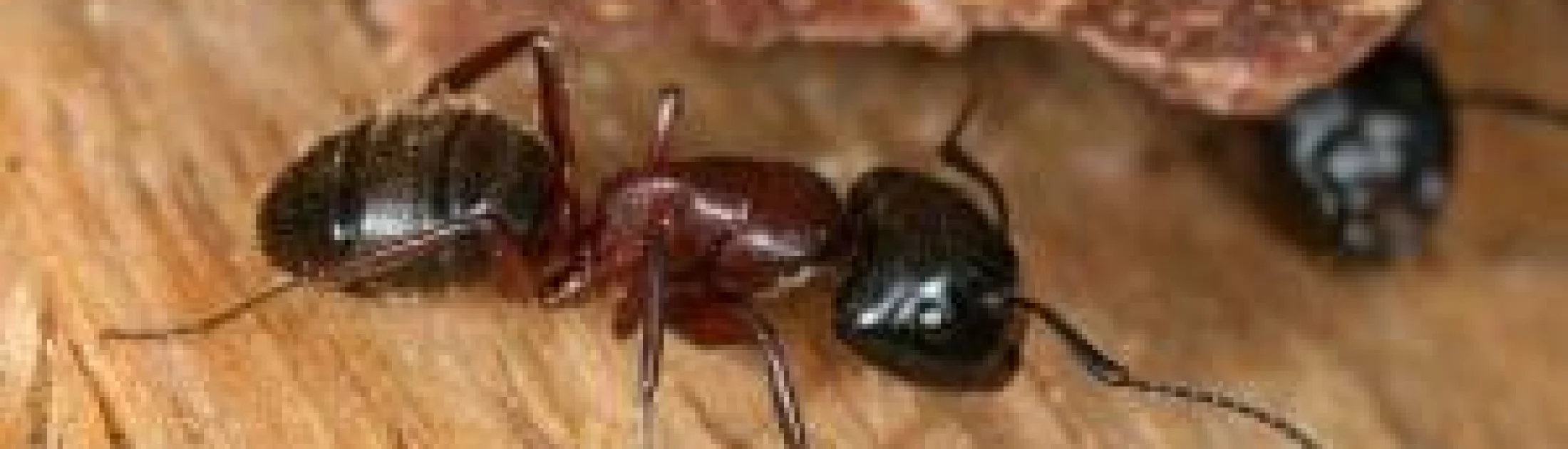 fourmis charpentières extermination
