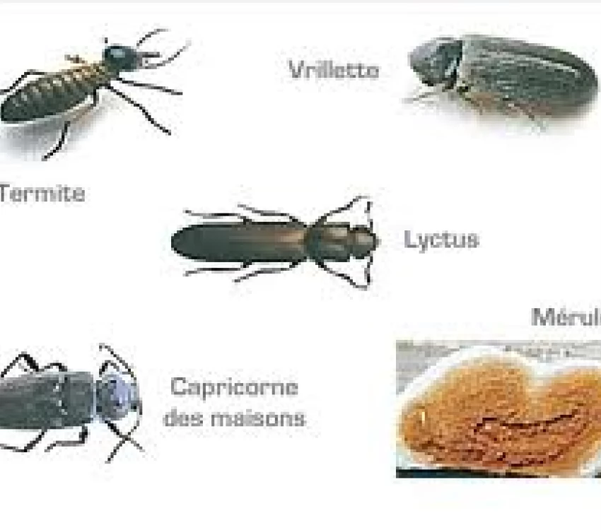 insectes xylophages