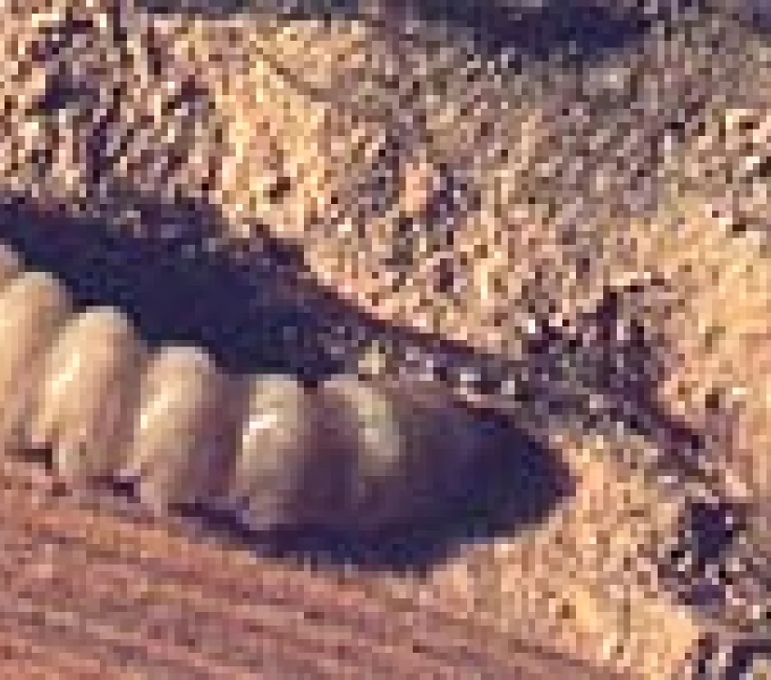 larve de capricorne présente sur la région des bouches-du-rhône 13