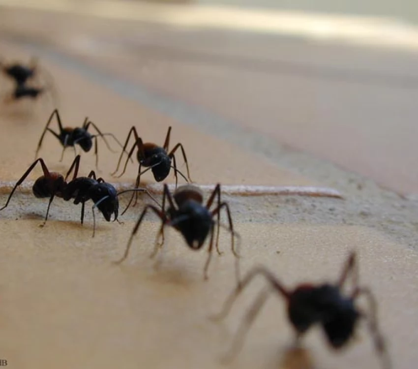 fourmis processionnaire